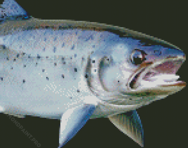 Sea Trout Fish Diamond Painting Diamondpaint Pro