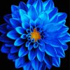 Blue Dahlia Flower Diamond Painting
