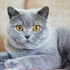 Fluffly Grey Cat Diamond Painting