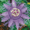 Purple Passion Flower Diamond Painting