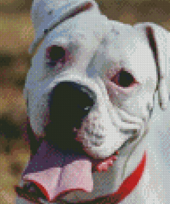 White Boxer Dog Diamond Painting