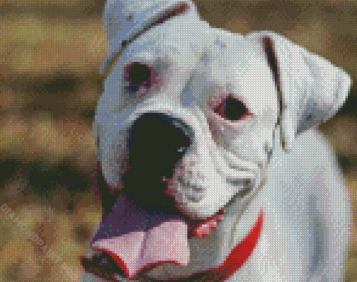 White Boxer Dog Diamond Painting