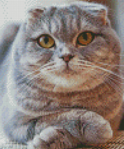 Cute Fold Ear Cat Diamond Painting