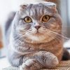 Cute Fold Ear Cat Diamond Painting