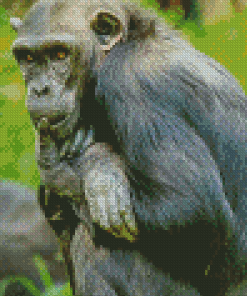 Bonobo Animal Diamond Painting