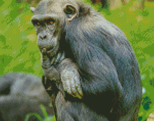 Bonobo Animal Diamond Painting