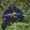 Bonobo Monkey Diamond Painting