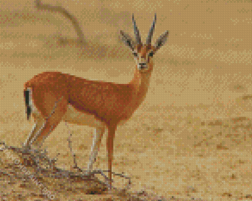 Deer In Desert Diamond Painting