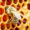 Aesthetic Honeycomb And Bee Diamond Painting