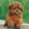 Shihpoo Puppy Diamond Painting