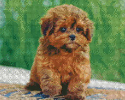 Shihpoo Puppy Diamond Painting