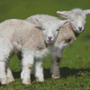Adorable Little Lambs Diamond Painting