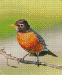 American Robin Bird Diamond Painting