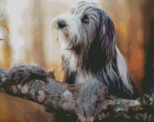 Bearded Collie Dog Diamond Painting