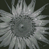 Black And White Sunflower With Water Drops Diamond Painting