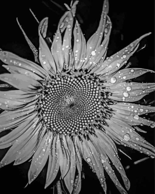 Black And White Sunflower With Water Drops Diamond Painting