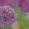 Bee With Purple Allium Flower Diamond Painting