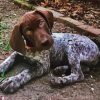 German Shorthaired Puppy Diamond Painting