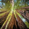 Giant Sequoia Trees Diamond Painting
