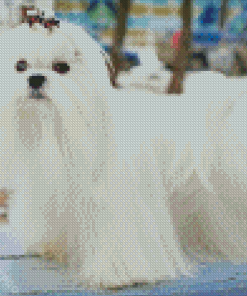 White Maltese Dog Diamond Painting