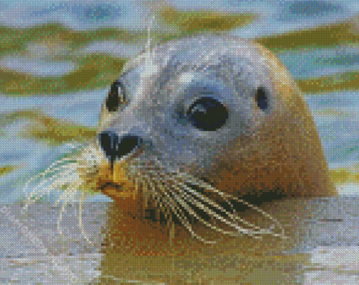 Harbor Seal Face Diamond Painting