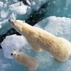 Polar Bear Cub Diamond Painting