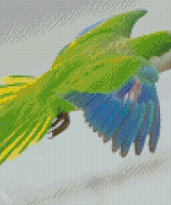 Quaker Parrot Flying Diamond Painting