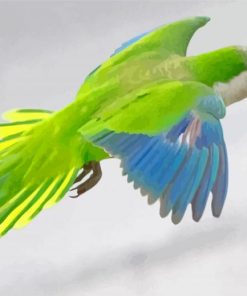 Quaker Parrot Flying Diamond Painting