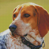 Treeing Walker Coonhound Dog Diamond Painting