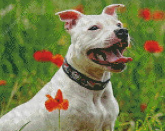 White Staffy Dog Diamond Painting