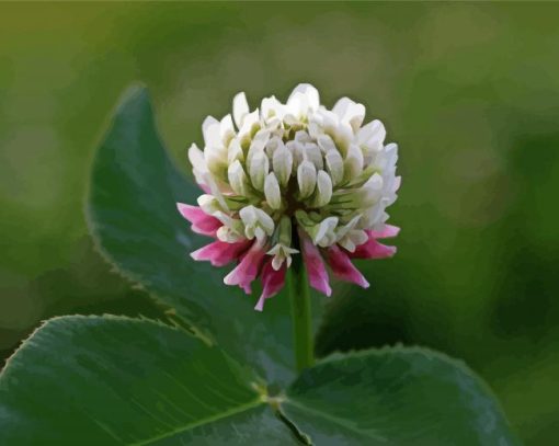 White Clover Diamond Painting