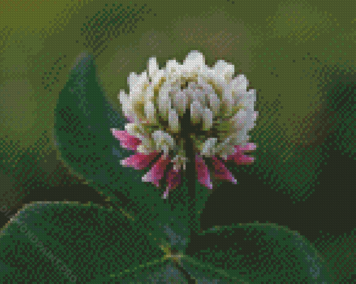 White Clover Diamond Painting