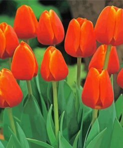 Aesthetic Orange Tulips Diamond Painting