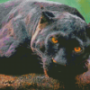 Aesthetic Black Jaguar Animal Diamond Painting