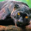 Aesthetic Black Jaguar Animal Diamond Painting