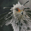 Monochrome The Secretarybird Diamond Painting