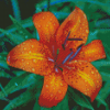 Tiger Lilies Flower With Water Drops Diamond Painting