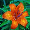 Tiger Lilies Flower With Water Drops Diamond Painting
