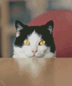 Adorable Tuxedo Cat Diamond Painting