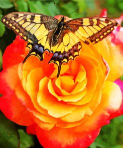 Butterfly Rose Diamond Painting