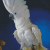 Umbrella Cockatoo Bird Diamond Painting