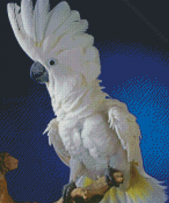 Umbrella Cockatoo Bird Diamond Painting