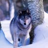 Grey Wolf In Deep Snow Diamond Painting