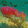 Aesthetic Sea Slug Under Water Diamond Painting