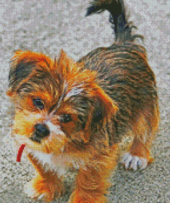 Beige And Brown Shorkie Dog Diamond Painting