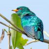 Blue Asian Emerald Cuckoo Diamond Painting