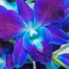 Blue Purple Orchid Diamond Painting