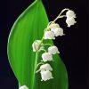 Lily Of The Valley Flowers Diamond Painting