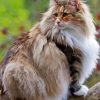 Aesthetic Norwegian Forest Cat Diamond Painting