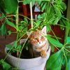 Cat Sitting On Potted Plant Diamond Painting
